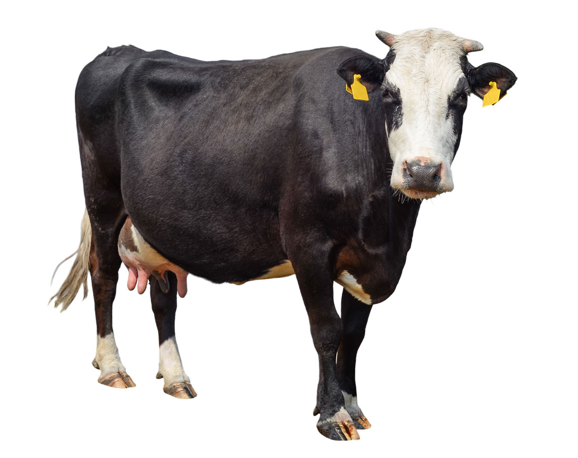Agrivet - Agrolabo - Monoprop è la linea di conservanti per mangimi dedicati a bovini e suini