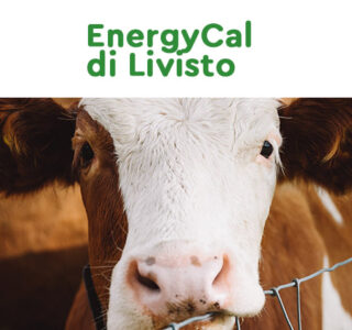EnergyCal di Livisto, il prodotto ideale per garantire un perfetto recupero alla vacca da latte dopo il parto | Agrivet
