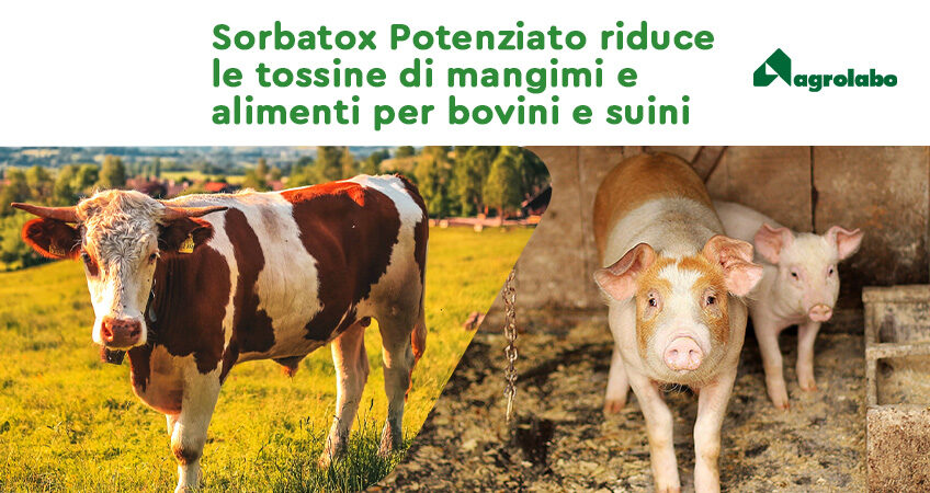 Agrivet | Sorbatox Potenziato di Agrolabo